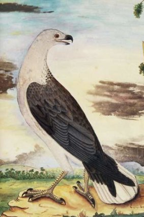 White breasted sea eagle.