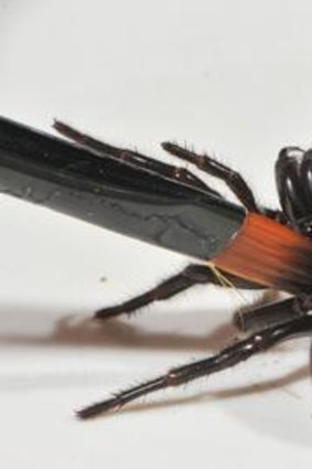 A funnel web spider with parasites.