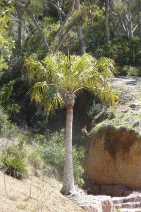 40 year-old , 8-metre tall red cabbage palm in the new Red Centre Garden.