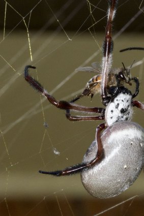 Spinner: A Female Golden Orb Spider devours a bee.