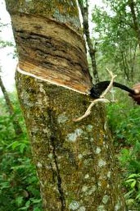 Rubber farmer Toten Sandu's future at Tiomnai is under a lease cloud.