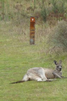 A kangaroo takes a rest in the mountains to the west of Canberra