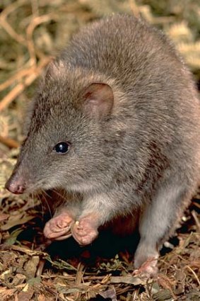 A long-nosed potoroo.