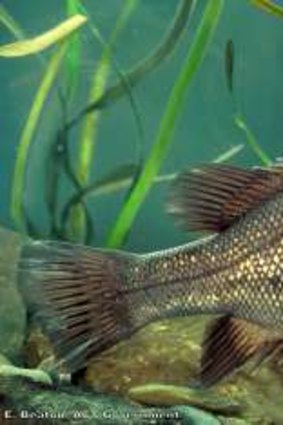 Macquarie perch - what will they think of the smiley face?