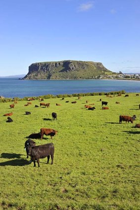 Good to graze ... cattle farms meet the sea, and "the Nut" cliff formation.