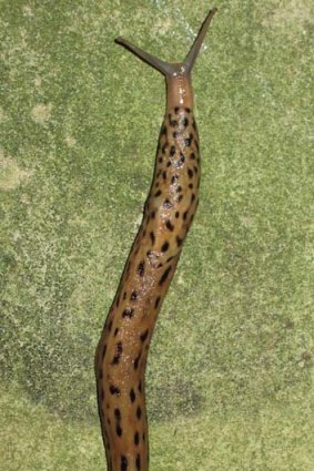 Spot the carnivore: a leopard slug.