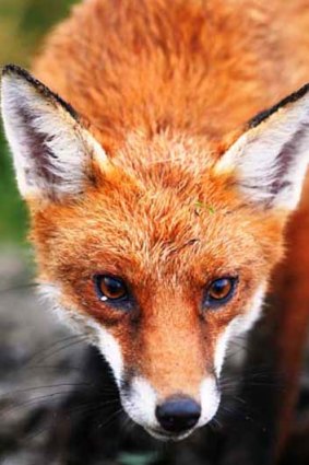 The European red fox.