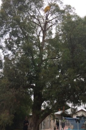 Rising star: The stolen item atop the 25-metre gum tree. 