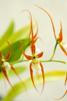An Ada Keiliana spider orchid.