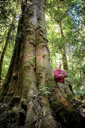 On guard: Vica Bayley, Wilderness Society's Tasmanian campaign manager in a recently listed World Heritage site in the Styx Valley.