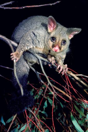 A brushtail possum.