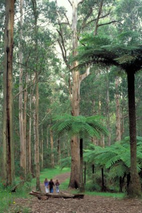 The Dandenong Ranges may be affected.
