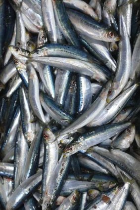 Full-scale goodness ... sardines are especially high in powerful omega-3 fatty acids, which the body cannot produce on its own.