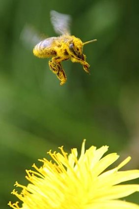 RNA interference could be used to kill a mite that is believed to be at least partly responsible for the recent mass die-offs of bees.