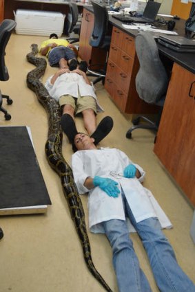 University of Florida staff size up the dead Burmese python.