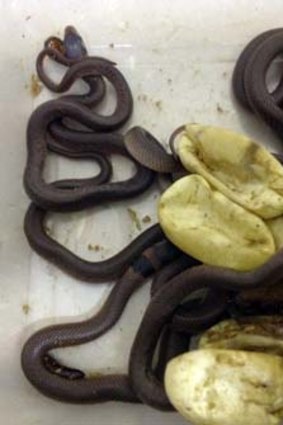 Snakes alive &#8230; the hatched eastern brown snakes. <i>Photo: Trish Prendergast</i>