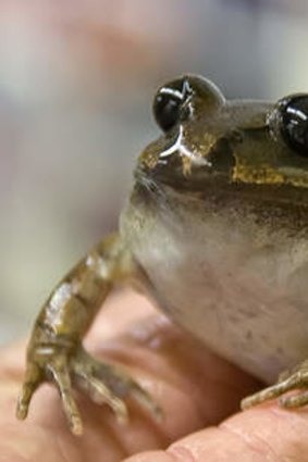 One of the egg donors, a great barred frog.