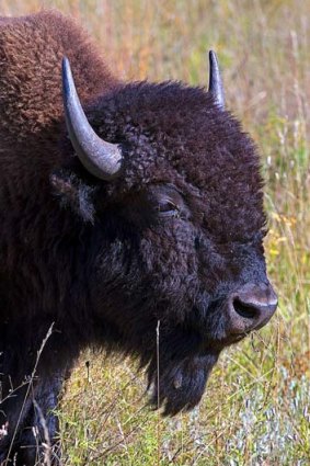 The largest buffalo herd in the world is in the Custer State Park.