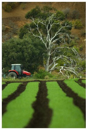 In Wyndham only 2.5 per cent of men eat recommended amounts of vegetables despite Werribee South having 3000 hectares of market gardens.