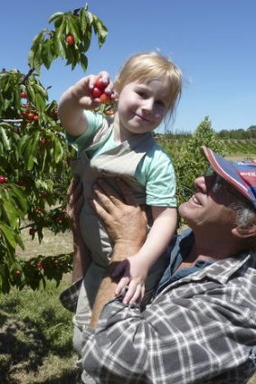 Peter Mullany of Ballinaclash Orchard helps Sarah pluck some cherries from the top of the tree.