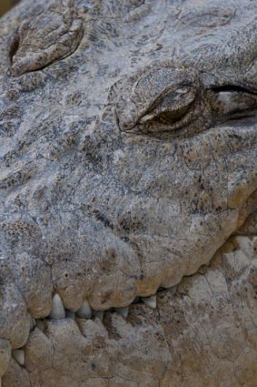 Saltwater crocodile in Queensland.