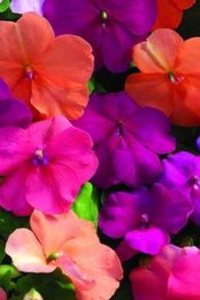 Impatiens, a perennial favourite, needs care in the heat.