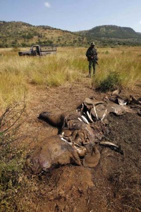 Worth more than its weight in gold ... the scene of a rhino poaching incident is guarded by members of the Pilanesberg National Park Anti-Poaching Unit in South Africa.