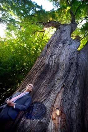 Botanic Gardens chief Tim Entwisle at the Montezuma bald cypress, which was attacked by vandals.