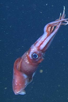 A female Octopoteuthis deletron, with spermatangia visible as dots on the right side of her mantle and on the head.