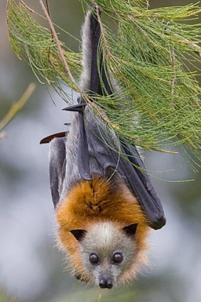Not pretty enough? The grey-headed flying fox is the largest bat in Australia - and one of the most vulnerable.