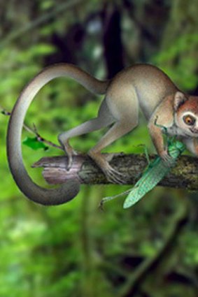 The slender-limbed, long-tailed primate was about the size of todays Pygmy Mouse Lemur and would have weighed between 20 and 30 grams.