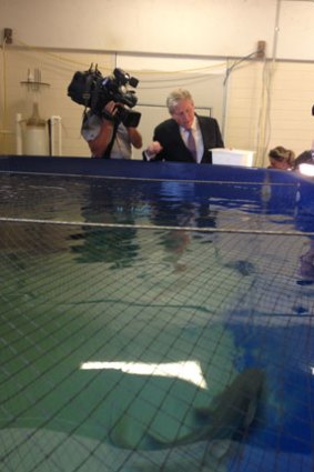 Premier Colin Barnett feeds small sharks in the shark pool.