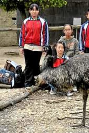 Students from Kunshan observe an emu at the Royal Melbourne Zoo.