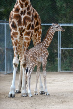 Australia Zoo's newest arrival, a baby giraffe.