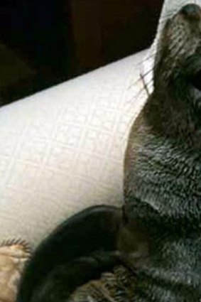This seal made its way from the shore to a sofa in New Zealand.