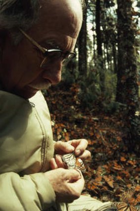 The moment zoologist Fred Urquhart found the first tagged Monarch butterfly in Mexico in 1976, captured by a National Geographic photographer.