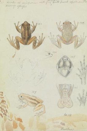 Arthur Bartholomew's 1860 watercolour of a brown tree frog.