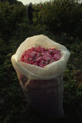 A bag filled with fresh-picked rose petals in Valley of the Roses, Bulgaria.
