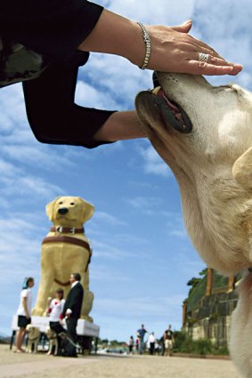 Go anywhere animals ... assistance dogs can accompany their owners everywhere.