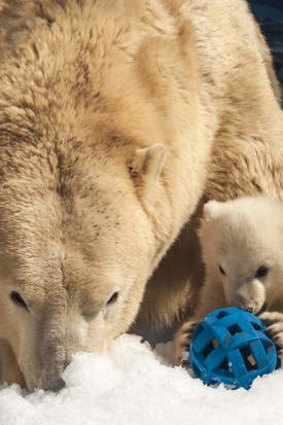 Liya and her baby polar bear at Sea World.