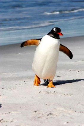 A gentoo penguin.