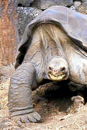 'Lonesome George' in better days.