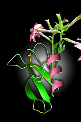 Line of defence: The flower of the ornamental tobacco plant and the structure of the molecule NaD1, which scientists say has the potential to treat cancer in humans.