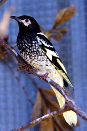 Wings and a prayer ... the regent honeyeater.