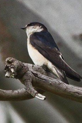 Tree martins are avid insect eaters.