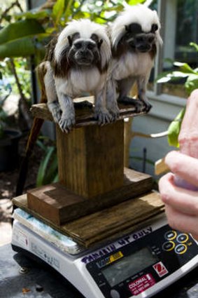 Cotton top tamarins are weighed and fed.