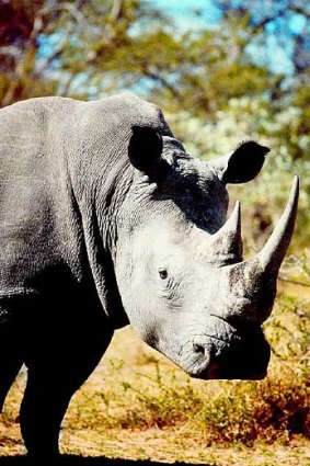 Hunted ... there has been a big increase in the number of rhinos killed.