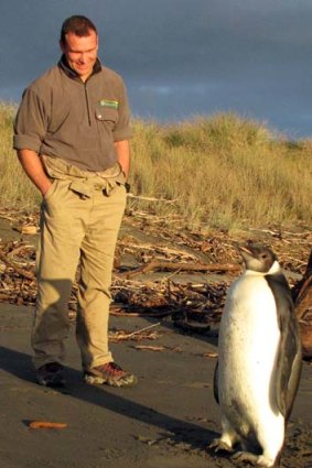 Ranger Clint Purches watches the penguin on the beach.