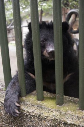 New life: a bear at Chengdu's China Bear Rescue Centre. 