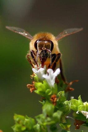 Buzz off ... bees integral to the food industry are under threat.